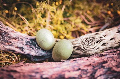Olive Egger Chicks – Buy 10 + 5 Bonus Free (15 All-Female, Shipping Included)