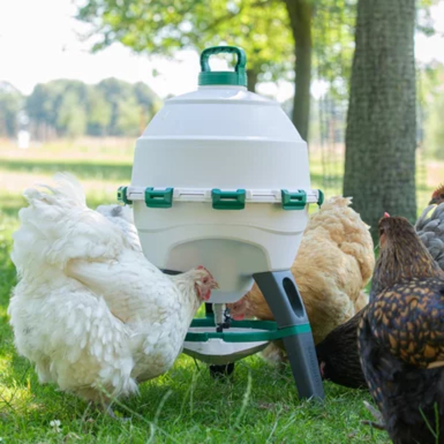 Optimus Poultry Drinker - 6 Gallon