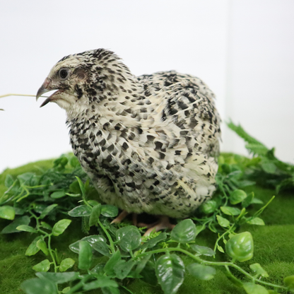 Pearl Pansy Quail Hatching Eggs – Fertile Coturnix Eggs for Incubation