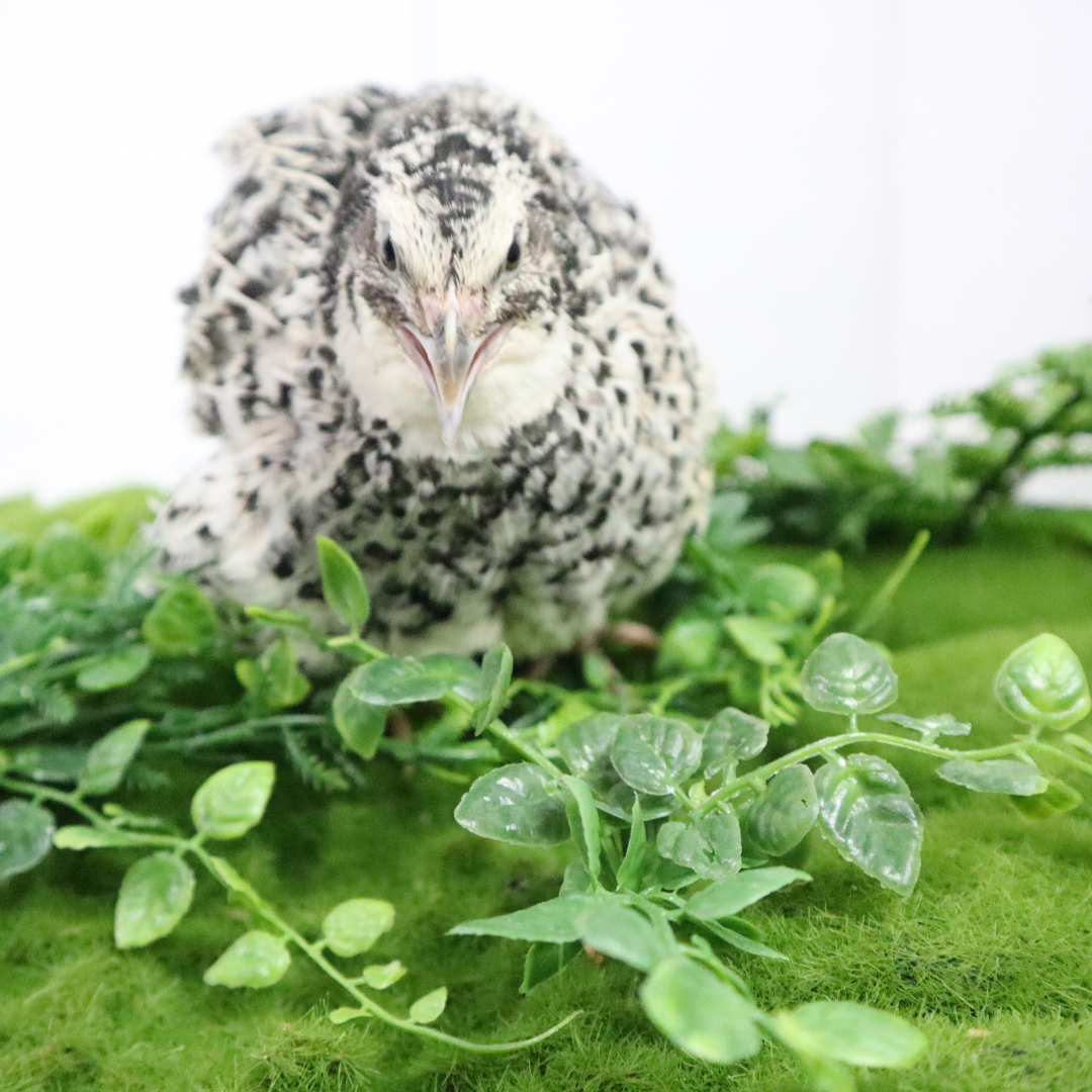 Pearl Pansy Quail Hatching Eggs – Fertile Coturnix Eggs for Incubation