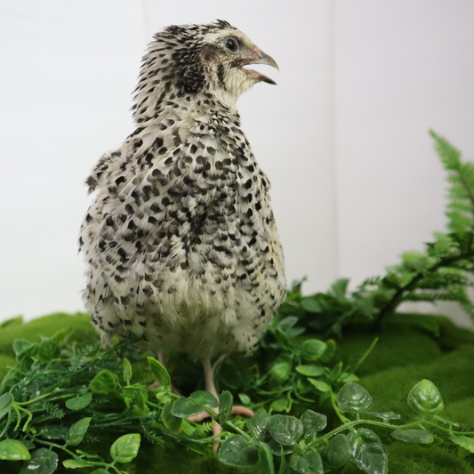 Pearl Pansy Quail Hatching Eggs – Fertile Coturnix Eggs for Incubation