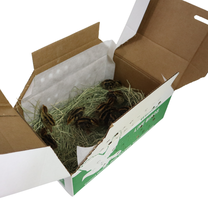 Coturnix Quail – 10 Chicks (straight run) (local Pickup only)