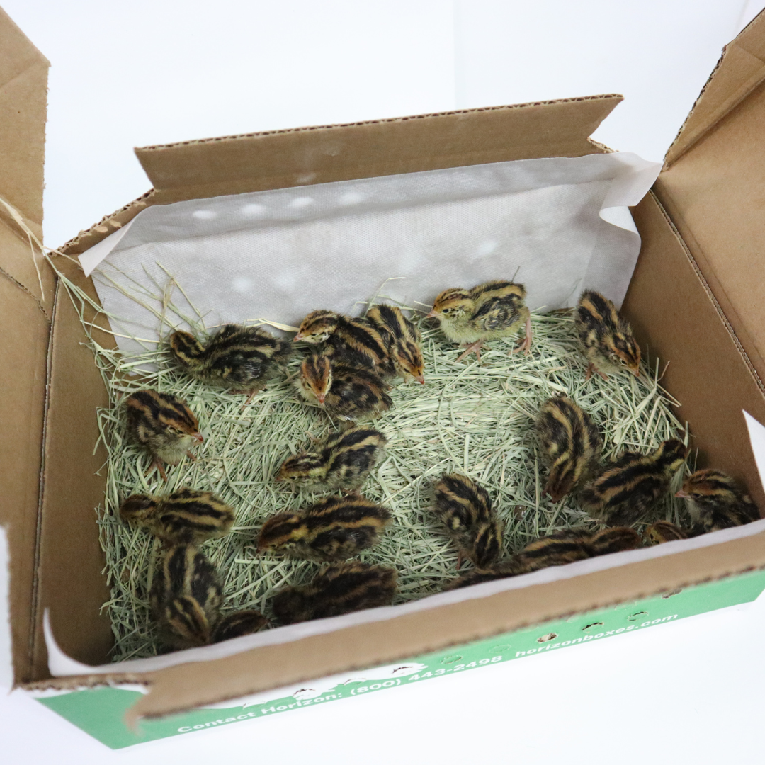 Coturnix Quail – 10 Chicks (straight run) (local Pickup only)