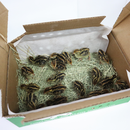 Coturnix Quail – 10 Chicks (straight run) (local Pickup only)