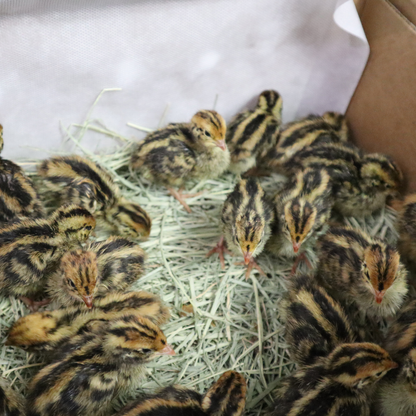Coturnix Quail – 10 Chicks (straight run) (local Pickup only)