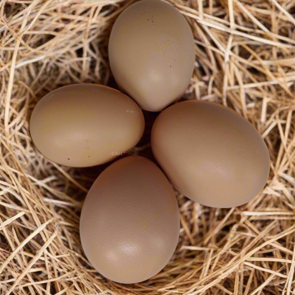 Black Sex-Link Female Chicks - 15 All-Female with Free Shipping