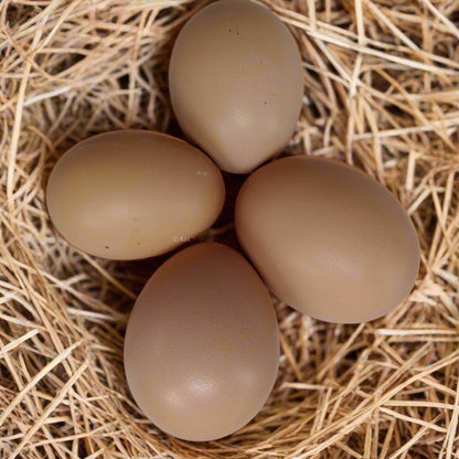 Buff Orpington Chicks – Buy 10 + 5 Bonus Free (15 All-Female, Shipping Included)
