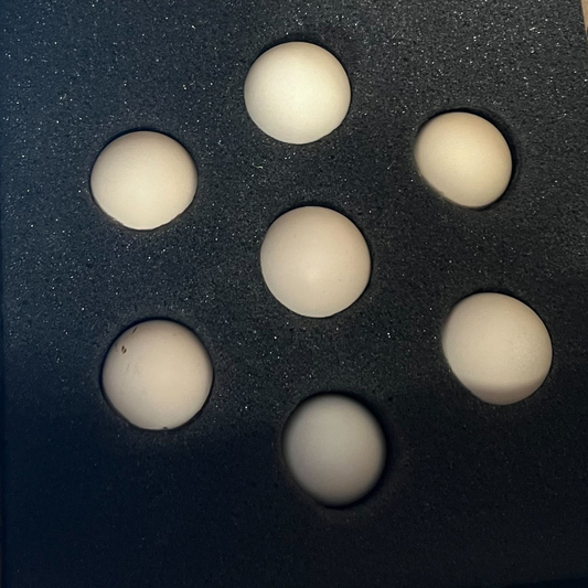 6 Rare Serama Bantam Hatching Eggs – World’s Smallest Chicken – Fertile & Freshly Collected