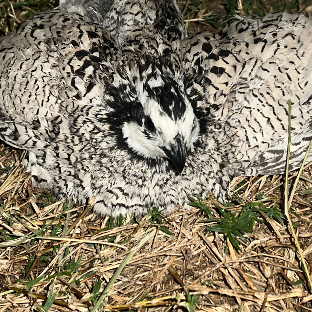 Rare Snowflake Bobwhite Quail Hatching Eggs ❄️
