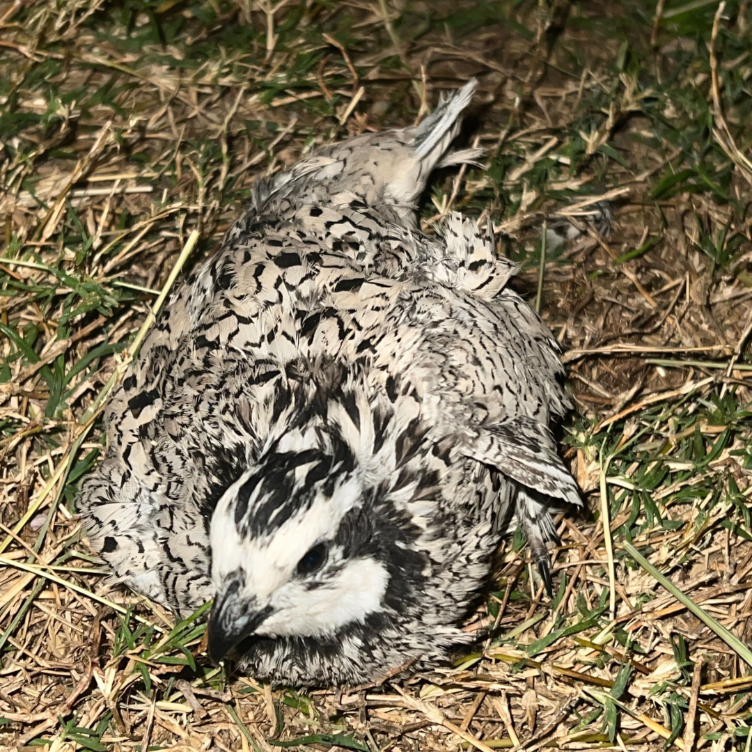 Rare Snowflake Bobwhite Quail Hatching Eggs ❄️