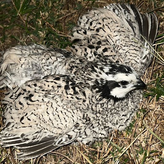Rare Snowflake Bobwhite Quail Hatching Eggs ❄️