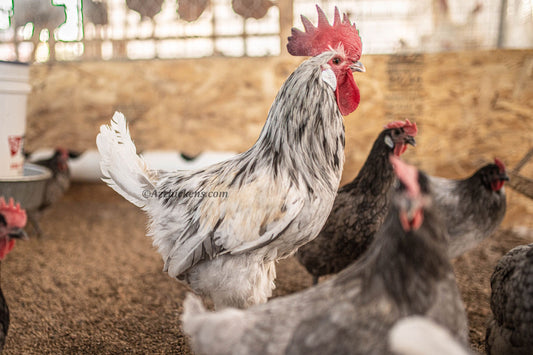 American Bresse Chicks - Assorted Colors - Buy 10 + 5 Bonus Free (Unsexed, Shipping Included)