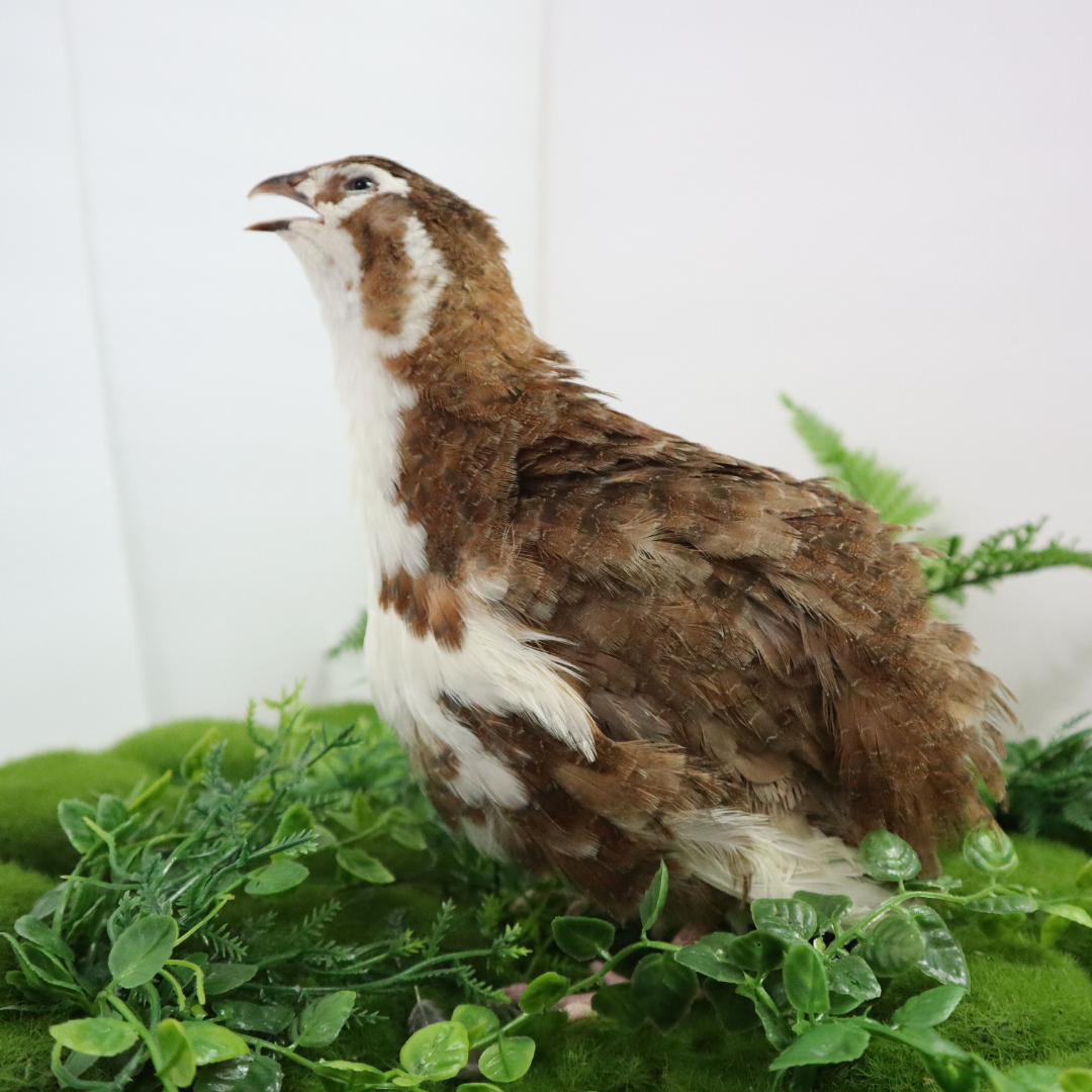 Celadon Coturnix Hatching Eggs