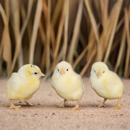 White Leghorn Chicks – Buy 10 + 5 Bonus Free (15 All-Female, Shipping Included)