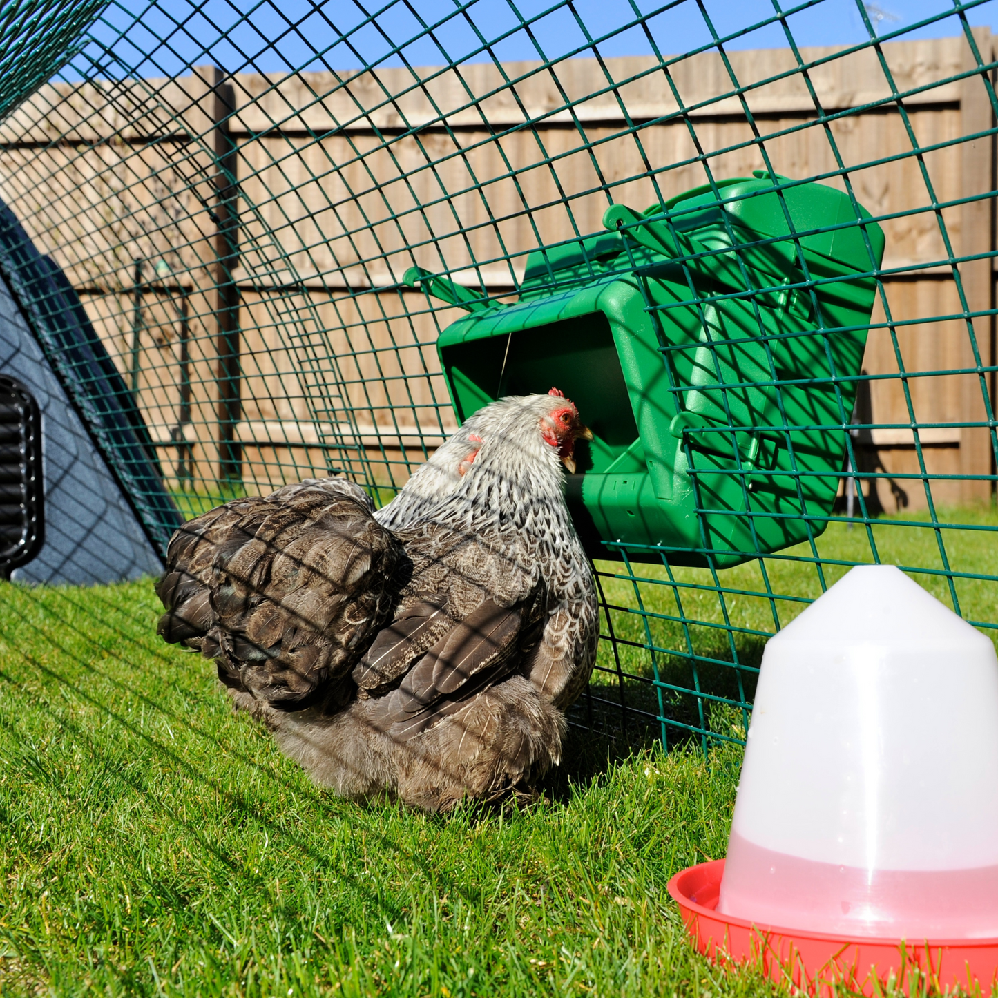 Wise Mountable Cage Feeder - 11 Lbs. Poultry & Game Feeder