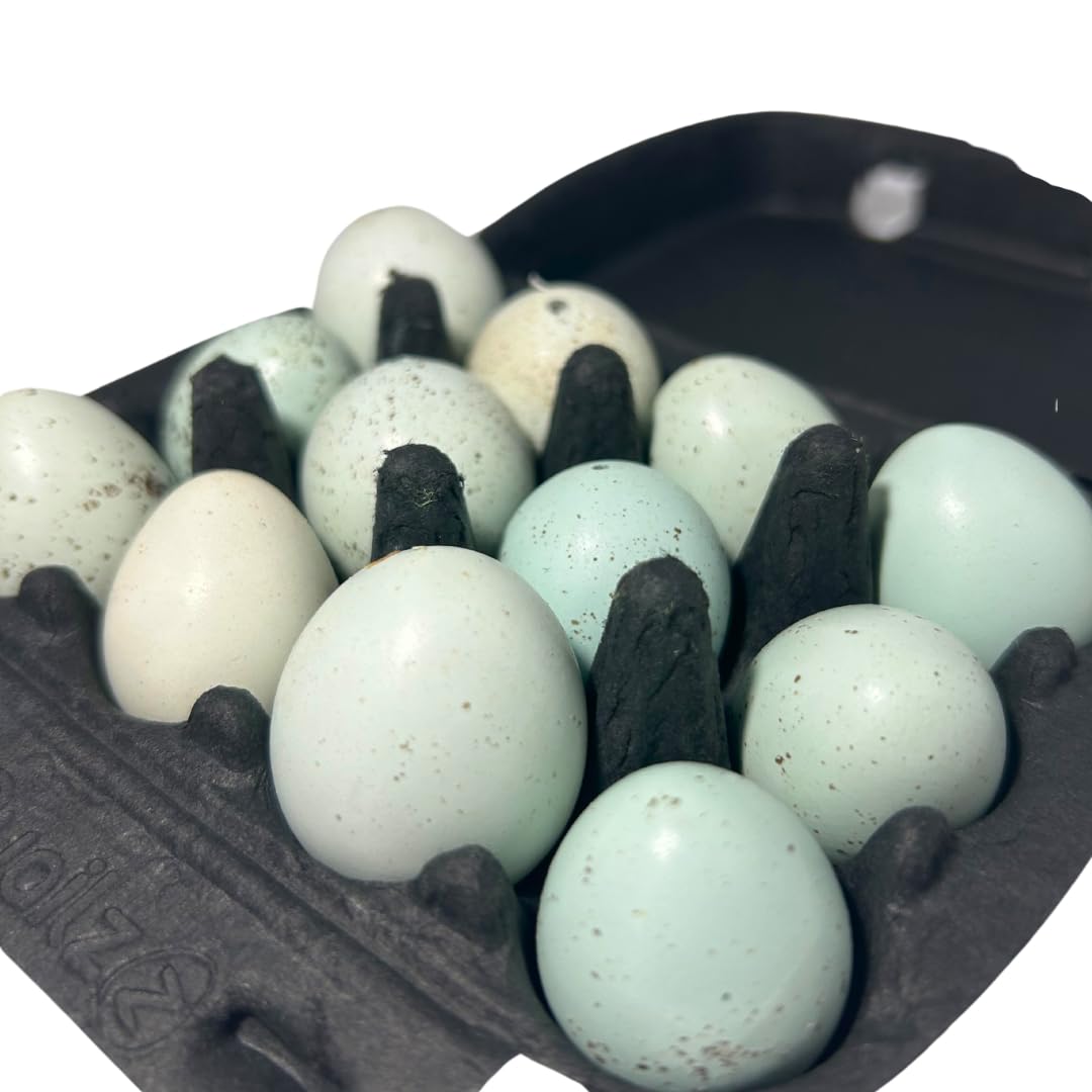 Hollowed Celadon Quail Eggs (Count of 10) Empty Natural Eggs for Crafts