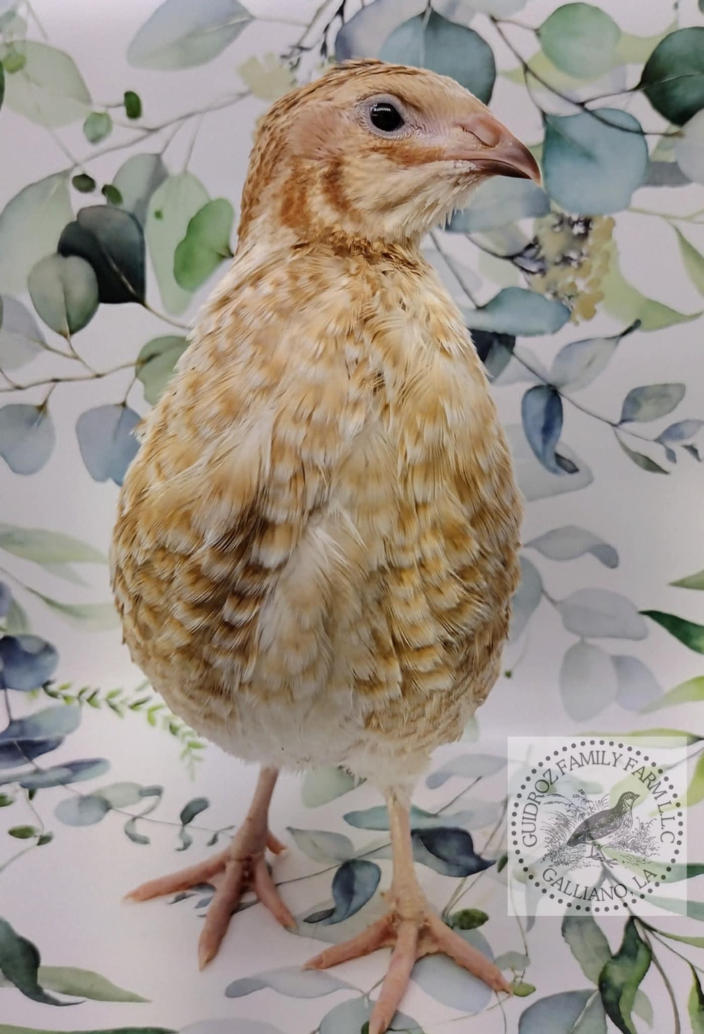 Premium Fertile Roux Pansy hatching eggs for Hatching - Fresh Coturnix Quail Eggs