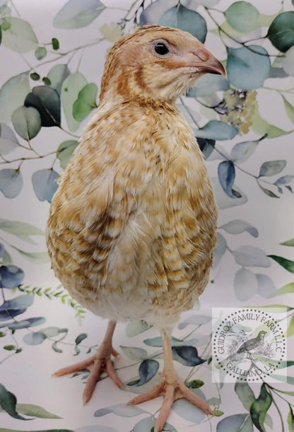 Premium Fertile Roux Pansy hatching eggs for Hatching - Fresh Coturnix Quail Eggs
