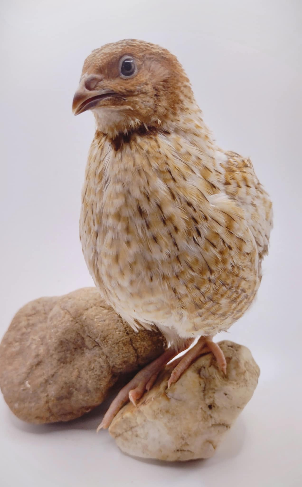 Premium Fertile Roux Pansy hatching eggs for Hatching - Fresh Coturnix Quail Eggs