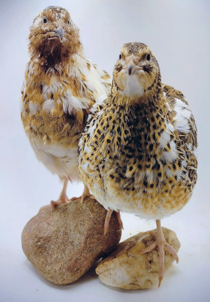 Premium Fertile Jumbo Progressive Pied- Feather Sexable hatching eggs for Hatching - Fresh Coturnix Quail Eggs
