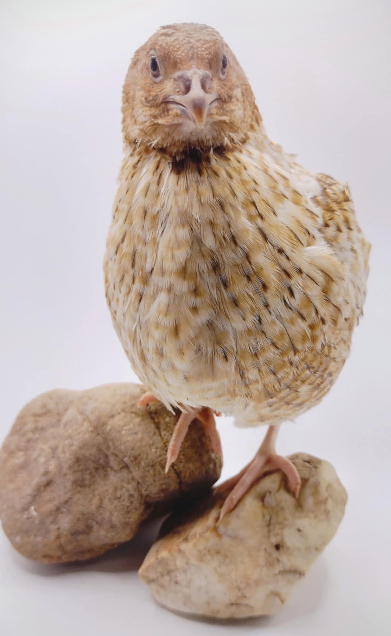 Premium Fertile Roux Pansy hatching eggs for Hatching - Fresh Coturnix Quail Eggs