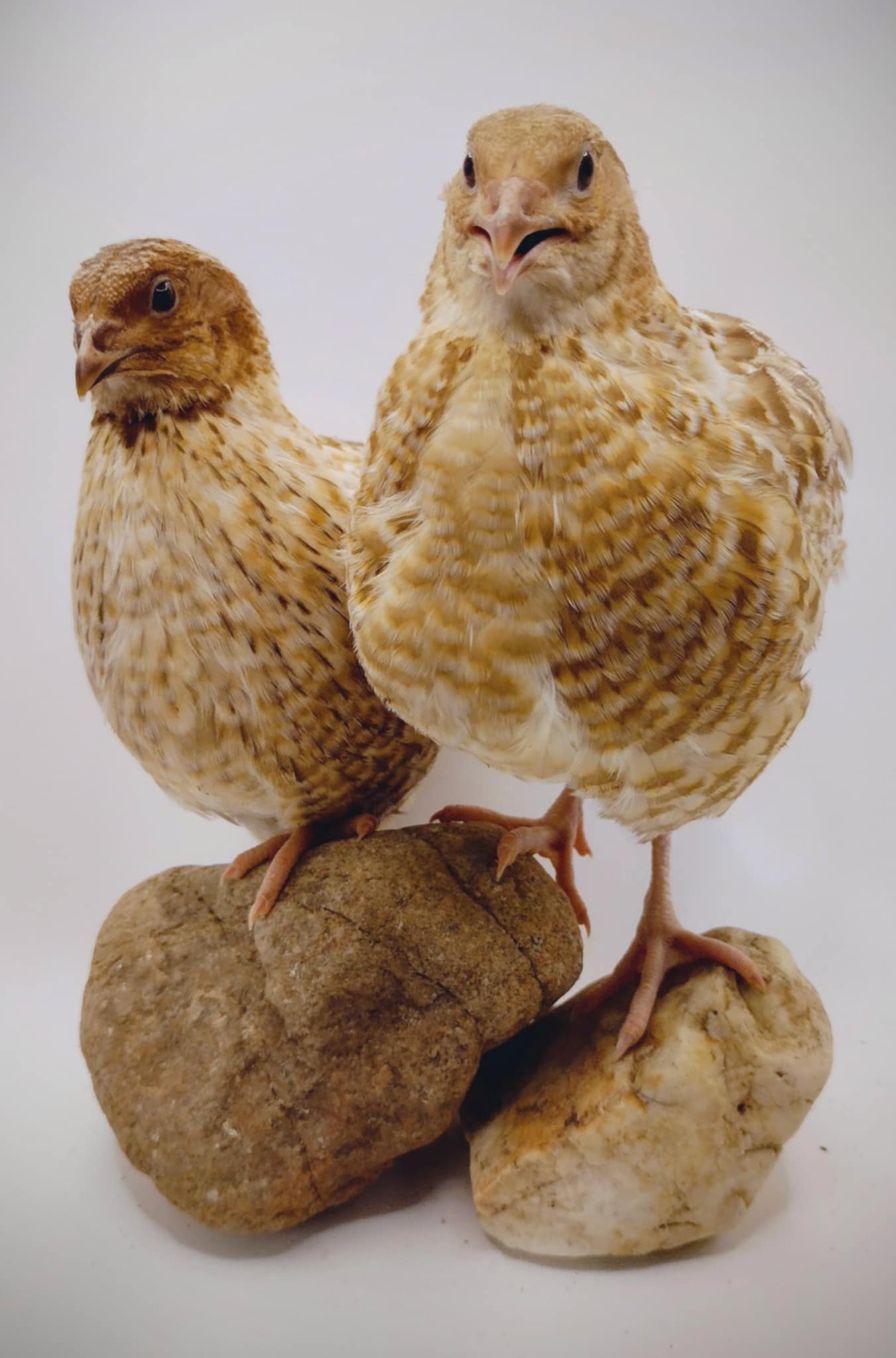 Premium Fertile Roux Pansy hatching eggs for Hatching - Fresh Coturnix Quail Eggs