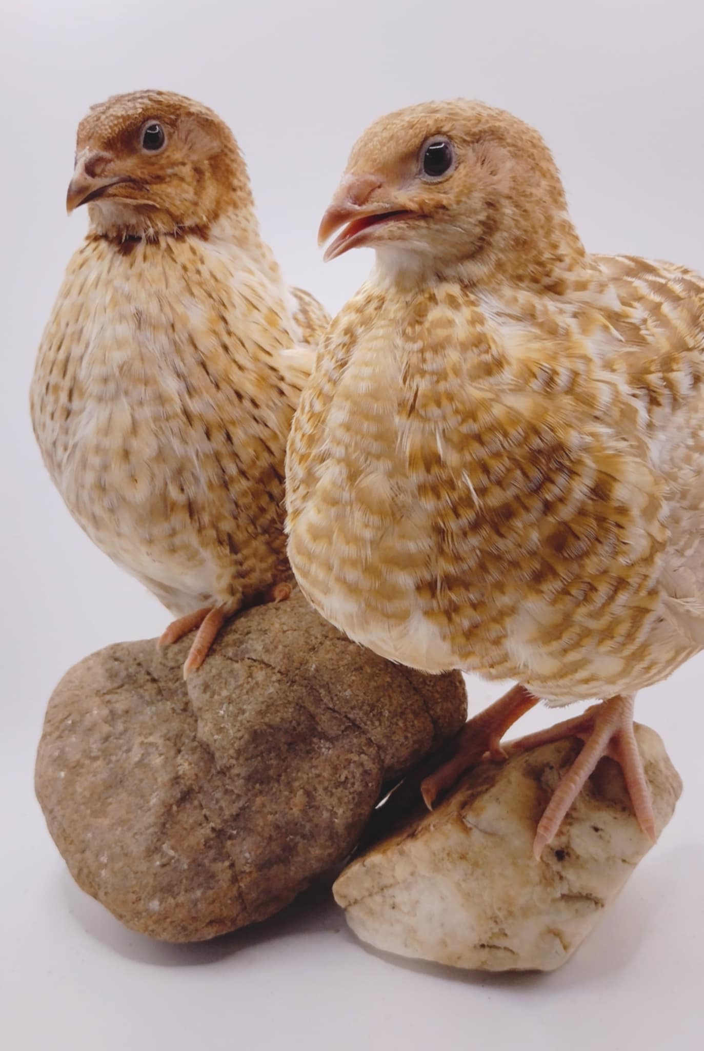 Premium Fertile Roux Pansy hatching eggs for Hatching - Fresh Coturnix Quail Eggs