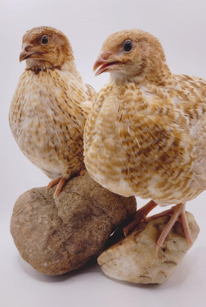 Premium Fertile Roux Pansy hatching eggs for Hatching - Fresh Coturnix Quail Eggs