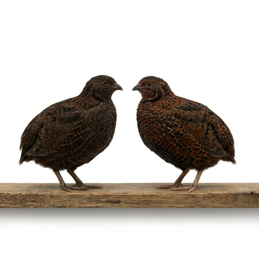 Midnight Velvet Quail Hatching Eggs – Premium Tibetan & Rosetta Coturnix Breeding Stock