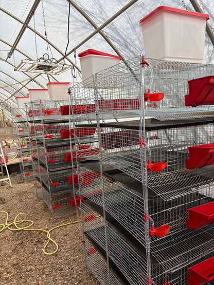 Premium Stacking Cages for Quail - Bird Keeping Supplies for Quail Enthusiasts