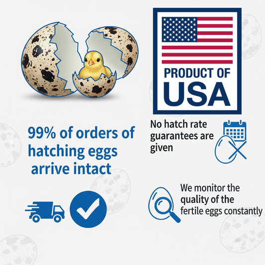 Fertile Quail Eggs – Choose Your Variety