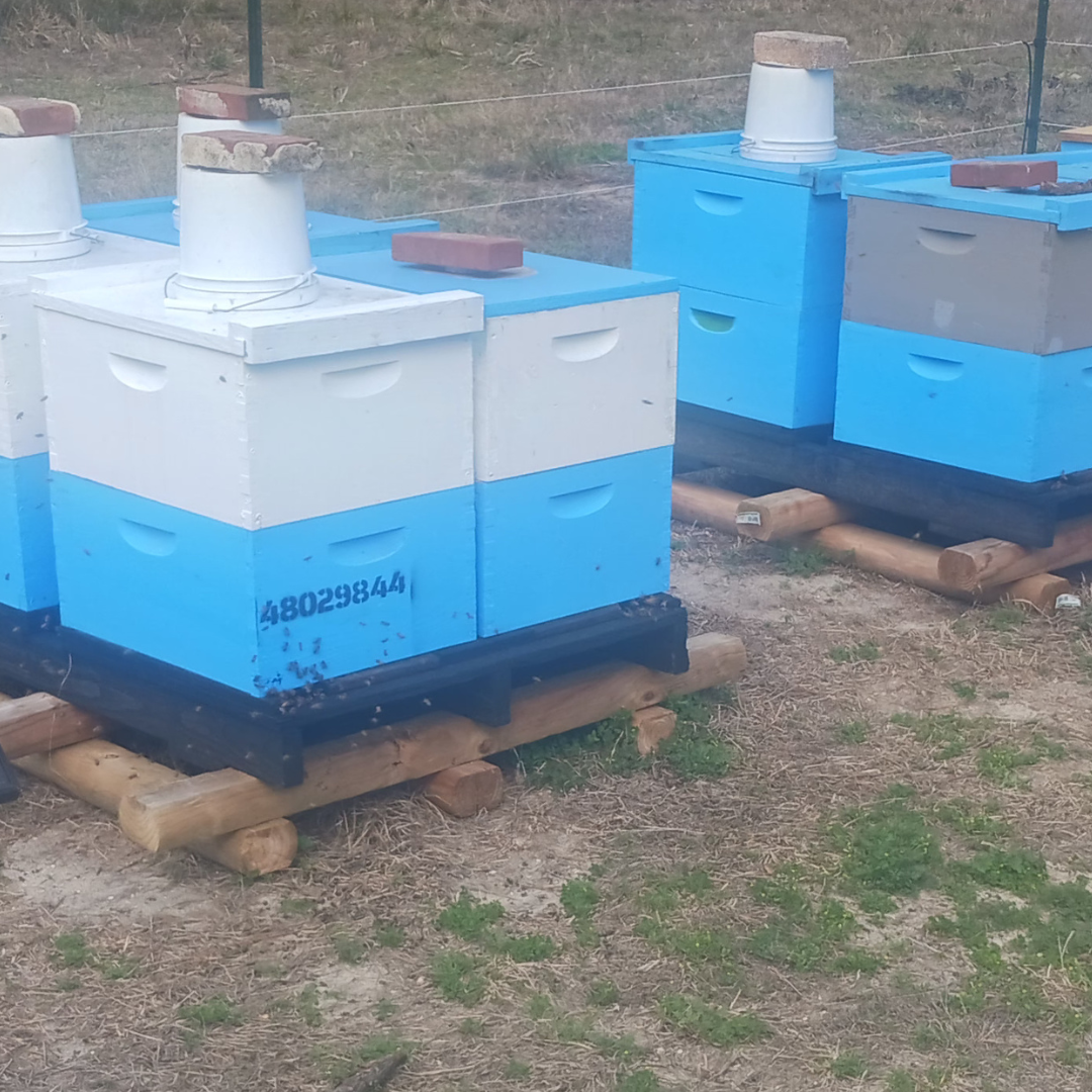 Premium Raw and unfiltered  Wildflower Honey from the Ocala National Forest - Garden for Quail Enthusiasts