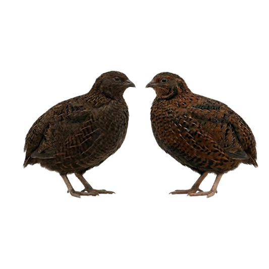 Midnight Velvet Quail Hatching Eggs – Premium Tibetan & Rosetta Coturnix Breeding Stock