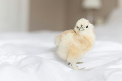 Silkie Chicks – Buy 6 + 3 Bonus Free (9 Unsexed, Mixed Colors, Shipping Included)