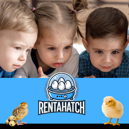 Quail Hatching Rental Kit - Bridgewater NJ