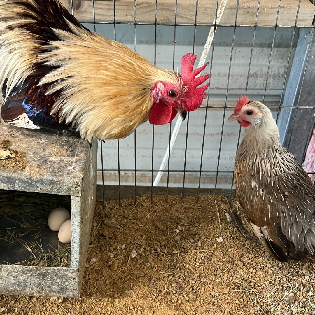 Premium 6 Rare Serama Bantam Hatching Eggs – World’s Smallest Chicken – Fertile & Freshly Collected - Fertile Chicken Eggs for Quail Enthusiasts