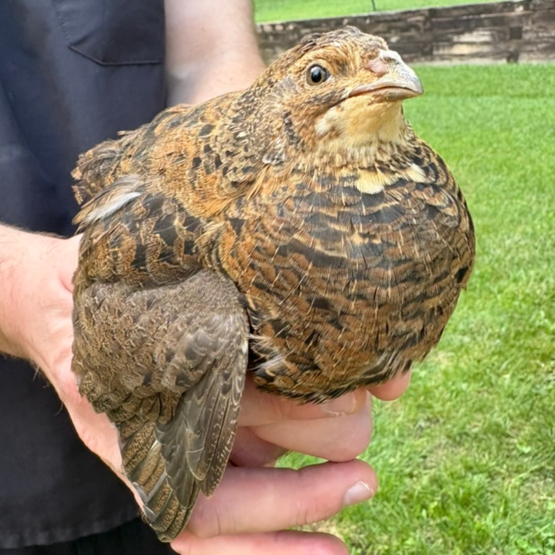 Midnight Velvet Quail Hatching Eggs – Premium Tibetan & Rosetta Coturnix Breeding Stock