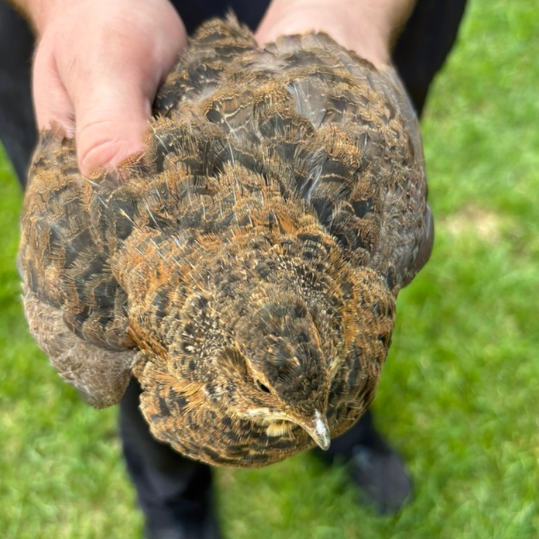 Midnight Velvet Quail Hatching Eggs – Premium Tibetan & Rosetta Coturnix Breeding Stock