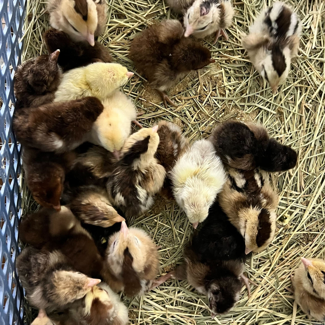 Premium 6 Rare Serama Bantam Hatching Eggs – World’s Smallest Chicken – Fertile & Freshly Collected - Fertile Chicken Eggs for Quail Enthusiasts