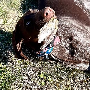 Ultimate Hunting Dog Training Bundle – Enhance Your Dog's Natural Instincts